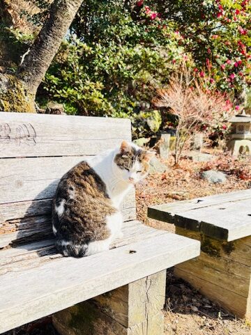 画像 日向ぼっこする猫