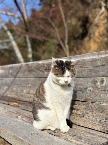 画像 目をつぶって下を向く猫